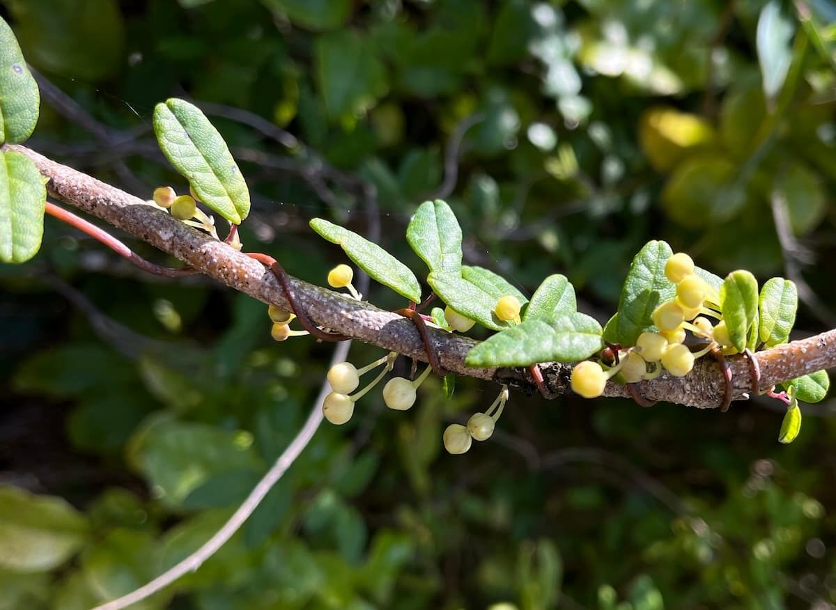 boquila trifoliata planta visión