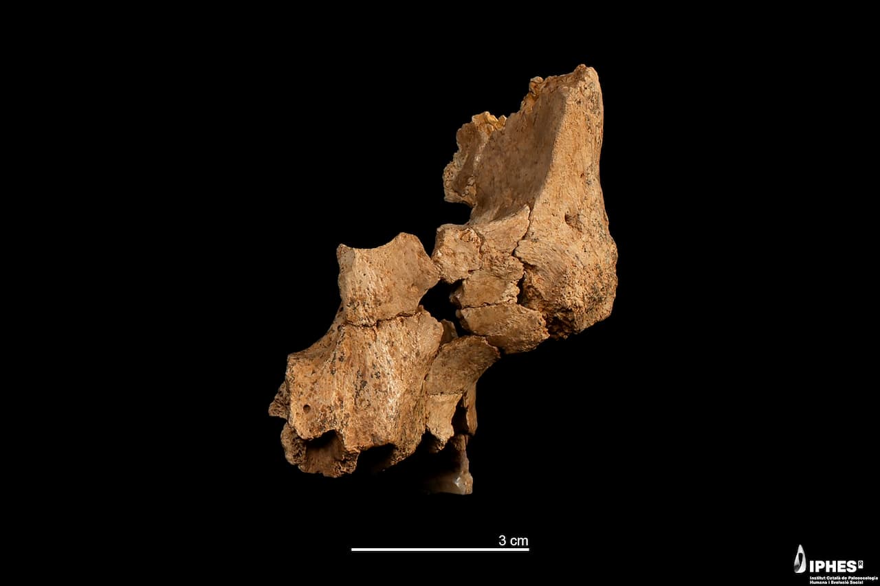 Un fragmento facial de Homo affinis erectus encontrado en Atapuerca es el “rostro humano” más antiguo de Europa occidental