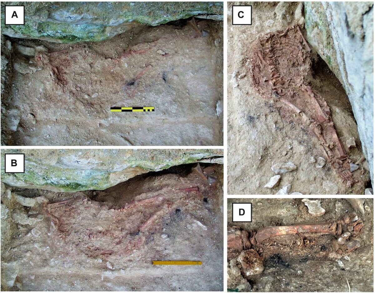 niño neandertal humano portugal