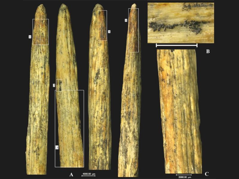 La punta de lanza de hueso más antigua de Europa fue fabricada por neandertales