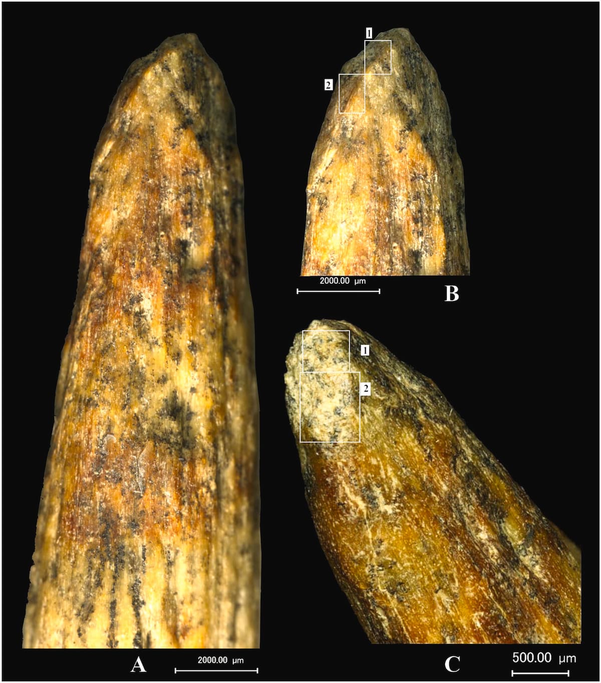 punta lanza hueso neandertales