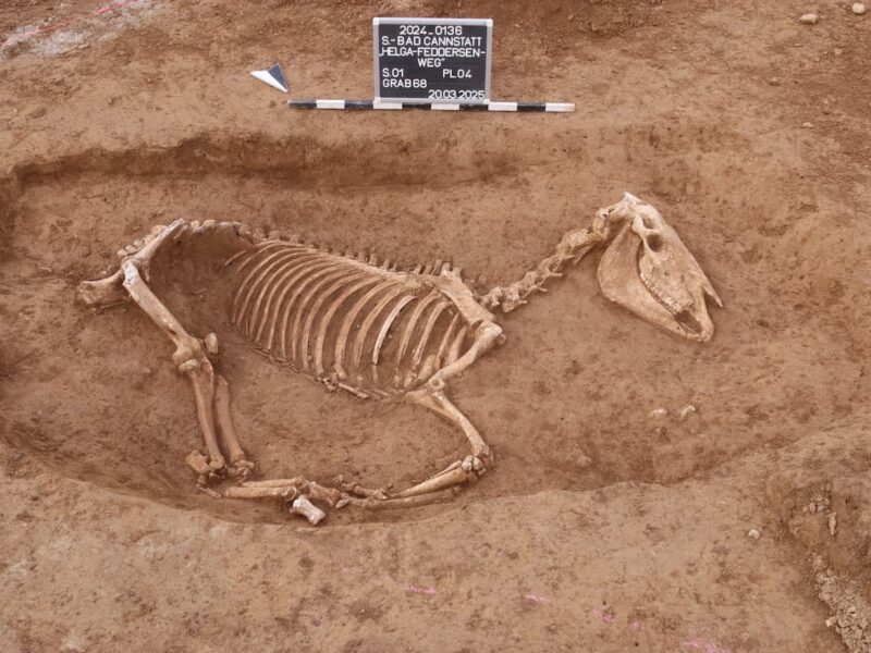 Más de 100 esqueletos de caballos de una unidad ecuestre romana del siglo II d.C., encontrados en Stuttgart