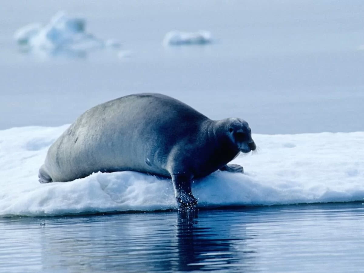 piel foca manuscritos medievales