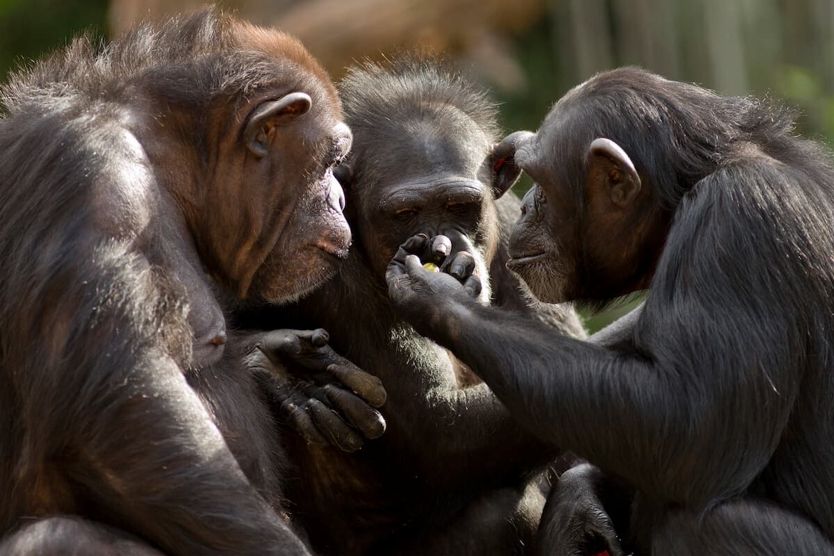chimpancés comunicación larga distancia