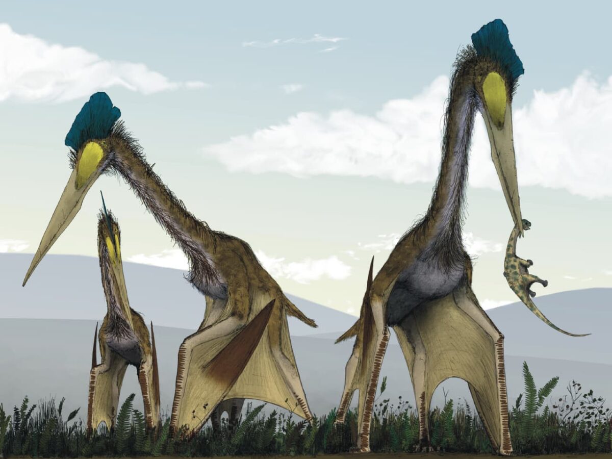 Hace 160 millones de años gigantescos reptiles voladores aprendieron a caminar y conquistaron la Tierra