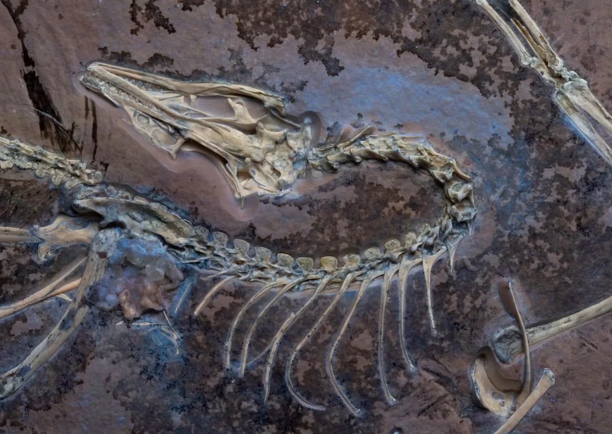 Archaeopteryx aves son dinosaurios