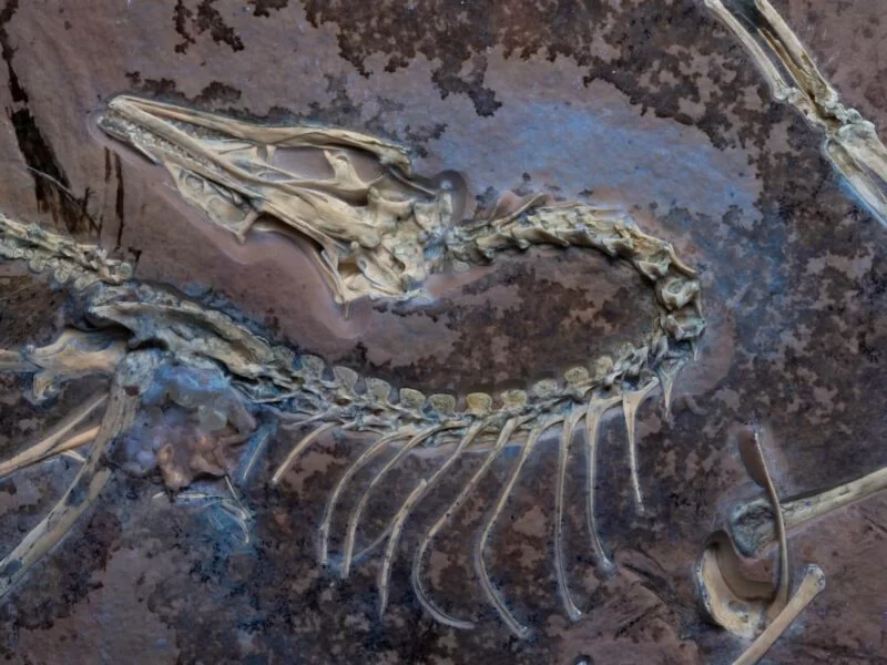 Archaeopteryx, el fósil que explica por qué todas las aves son dinosaurios y pueden volar