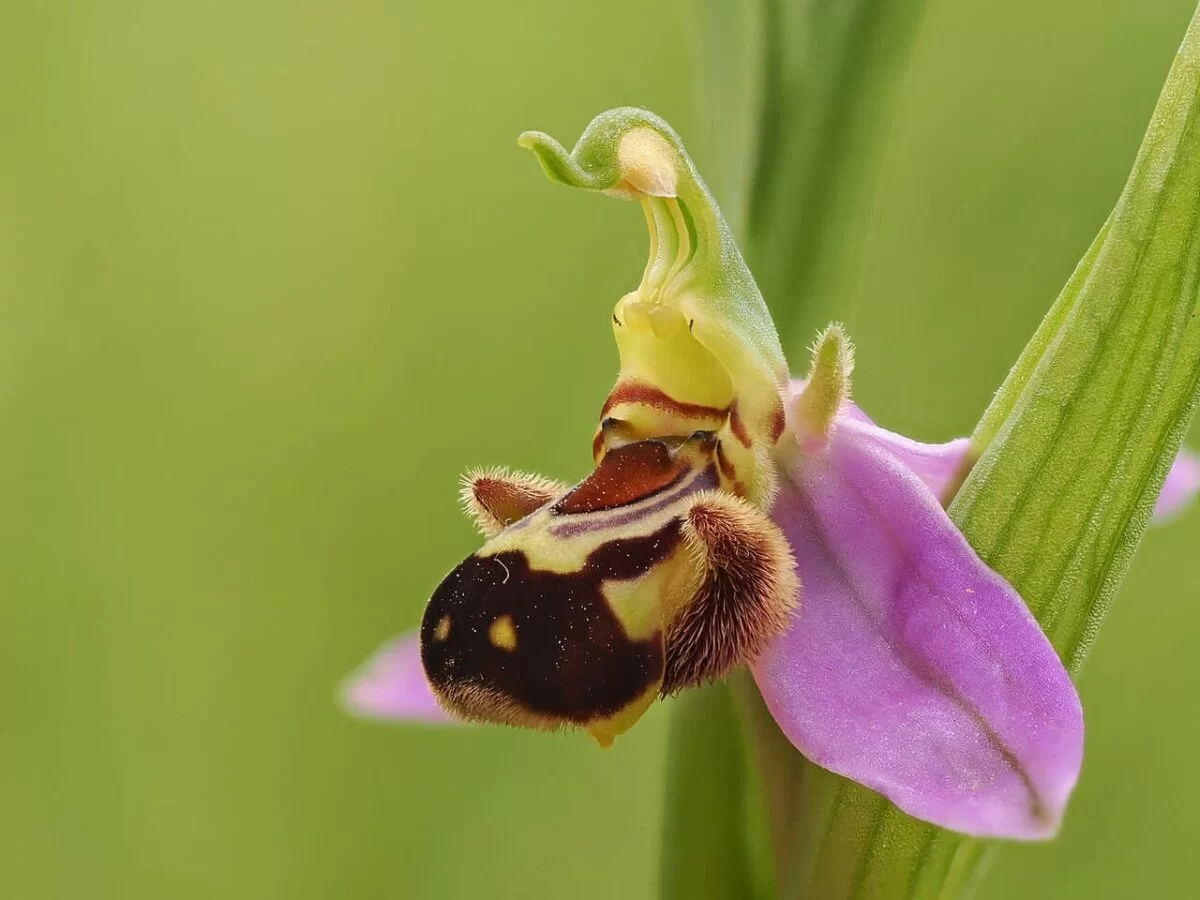 La increíble Orquídea Abeja, una flor que simula ser una abeja hembra para atraer a los machos