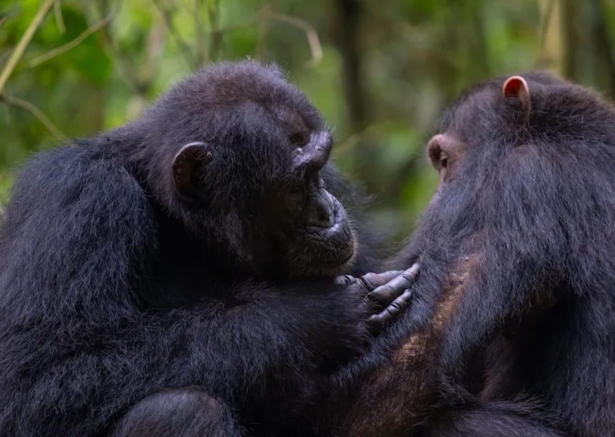 Chimpances se curan unos a otros