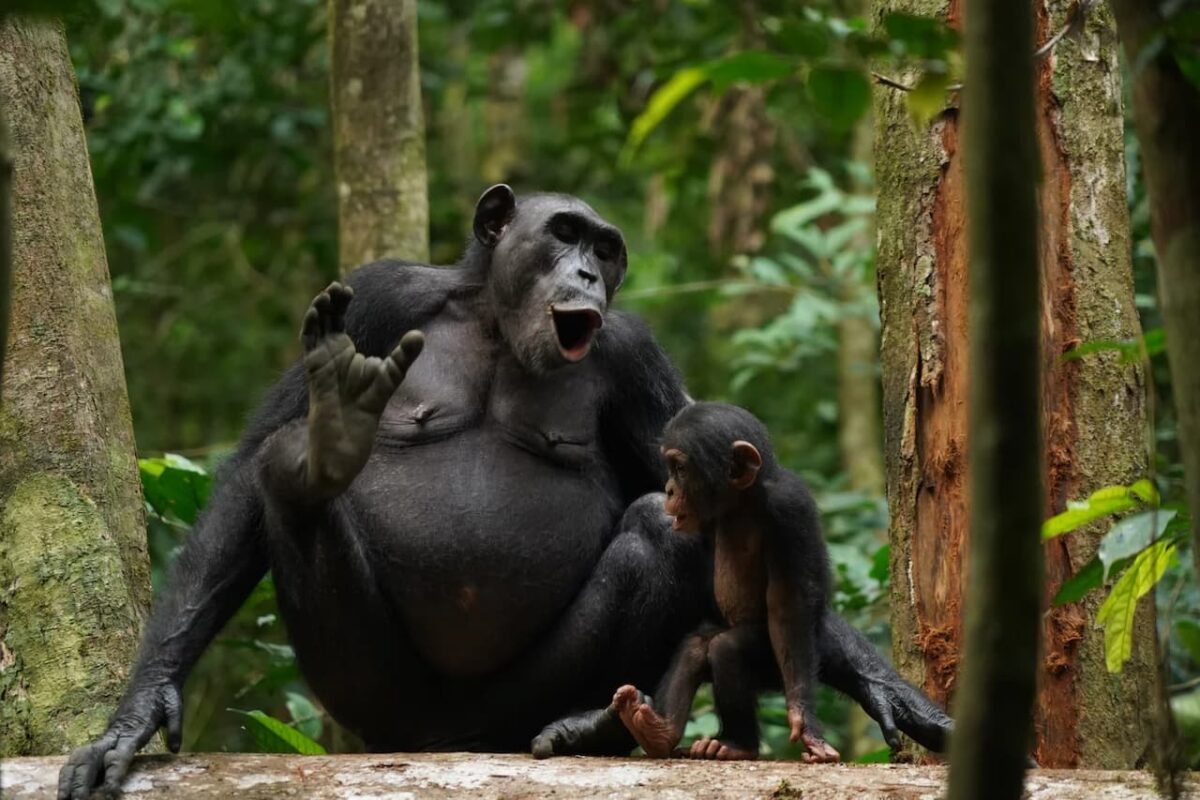 chimpancés salvajes vocalizan humanos