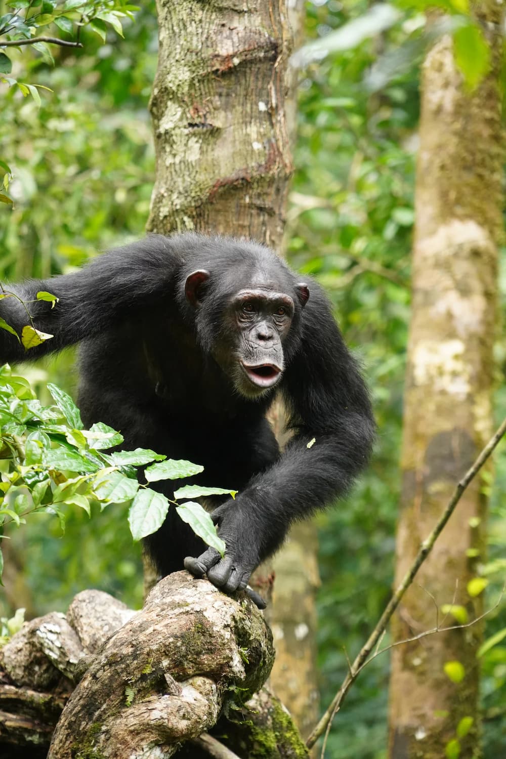 Chimpanzees vocalising human like