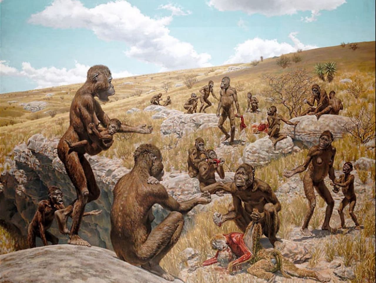 bebes ancestro comun especies humanos