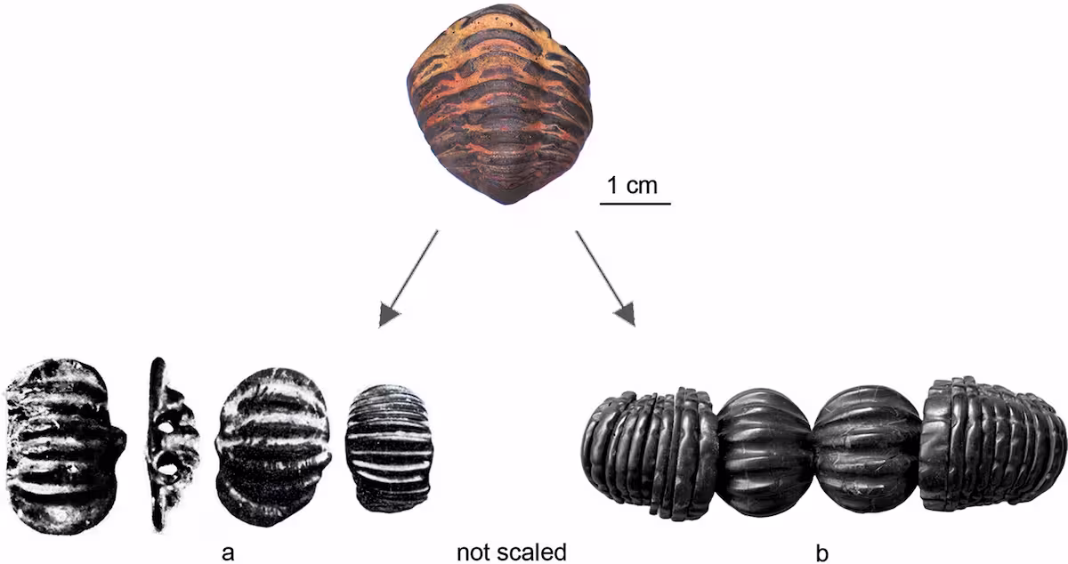 roman trilobite amulet hispania
