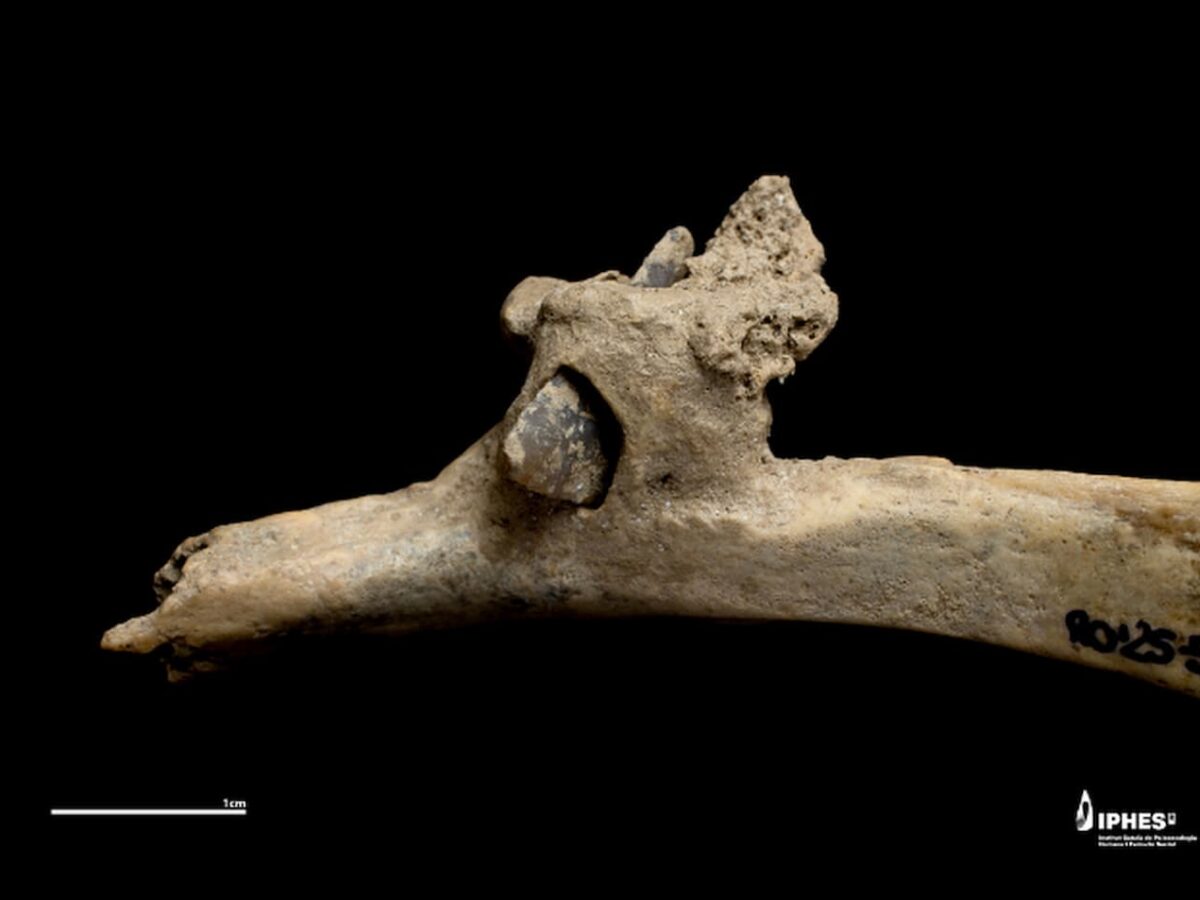 Encuentran una flecha de silex incrustada en una costilla humana y disparada por la espalda hace más de 4000 años