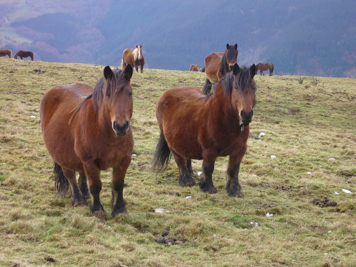 Una línea genética única de caballos salvajes sobrevivió a la última Edad de Hielo refugiada al sur de los Pirineos
