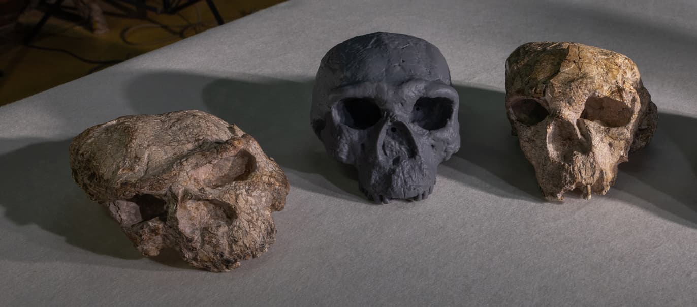 Китайский cranio homo sapiens древность