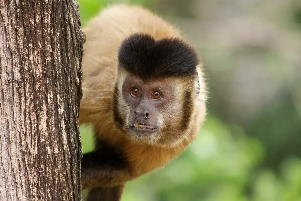 monos capuchinos cazan otros animales