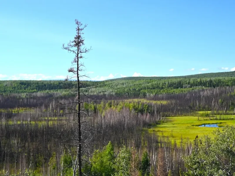 Descubren en Alaska un campamento de cazadores de mamuts de hace 13.800 años contemporáneo de Altamira