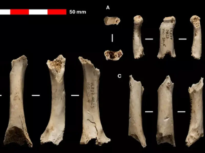 Encuentran en una cueva de Navarra una mano de neandertal de hace 46.000 años que aún conserva su ADN
